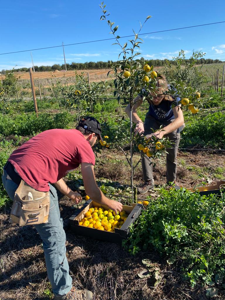 Monin Yuzu Farm „EL Planatdor” in Portugal